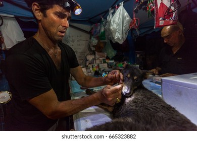 GUANGZHOU, CHINA - JUNE 22. 2017 - Volunteer Veterinarians Treat Sick And Wounded Dogs Rescued From A Truck Heading Towards The Yulin Dog Meat Festival In The Improvised Shelter.