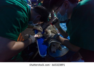 GUANGZHOU, CHINA - JUNE 22. 2017 - Volunteer Veterinarians Treat Sick And Wounded Dogs Rescued From A Truck Heading Towards The Yulin Dog Meat Festival In The Improvised Shelter.