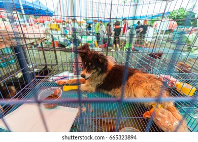 GUANGZHOU, CHINA - JUNE 22. 2017 - Volunteer Veterinarians Treat Sick And Wounded Dogs Rescued From A Truck Heading Towards The Yulin Dog Meat Festival In The Improvised Shelter.