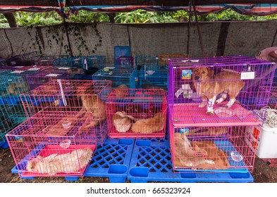 GUANGZHOU, CHINA - JUNE 22. 2017 - Volunteer Veterinarians Treat Sick And Wounded Dogs Rescued From A Truck Heading Towards The Yulin Dog Meat Festival In The Improvised Shelter.