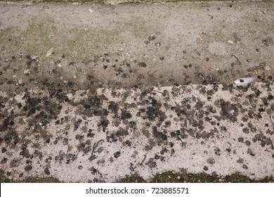 Guano Pigeons In The City