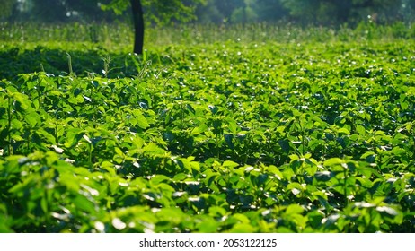 Guar Cluster Bean Field Strong Sunlight Stock Photo 2053122125 ...