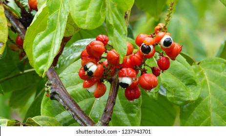 Guarana shrubs with fruits (Paullinia cupana). Sapindaceae family.
Maués, Amazon - Brazil.
 - Shutterstock ID 1237943701
