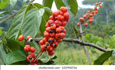 Guarana shrubs with fruits (Paullinia cupana). Sapindaceae family.
Maués, Amazon - Brazil.

 - Shutterstock ID 1237943716