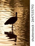 Guarauna (Aramus guarauna), beautiful Guarauna at dawn on a lake in Brazil, selective focus.
