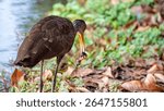 Guarauna (Aramus guarauna), beautiful Guarauna at dawn on a lake in Brazil, selective focus.