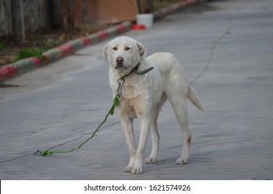 The Guard Dog Is Attached To The Factory Door