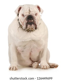 guard dog - english bulldog wearing spiked collar with intimidating expression on white background