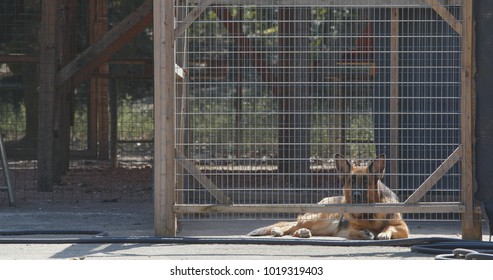 Guard Dog Inside The Gate 