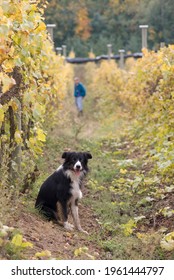 Guard dog at the local vineyard.  Cowichan Valley, Vancouver Island, British Columbia, Canada.
