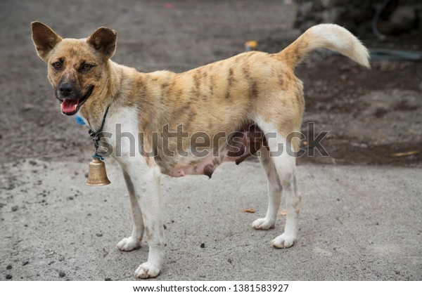 Guard Dog On Duty Front Door Stock Photo Edit Now 1381583927