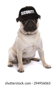 Guard Dog Pug Studio Cutout