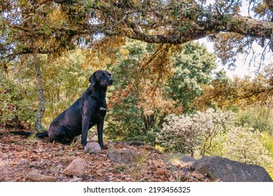 Guard Dog Sitting Outdoors Under A Tree