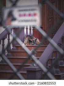 Guard Dog Sleeping On The Stairs Of The House