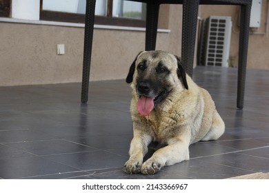 A guard dog or watchdog