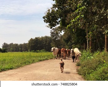 Guard doggy leading group of cow herd to the near meadow , the beautiful Thai countryside lifestyle