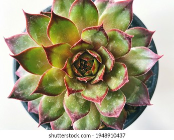 Guard House Plant Center Focused. Natural Geometry  Concept. Closeup Shot.