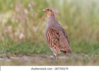 Guard/Grey Partridge