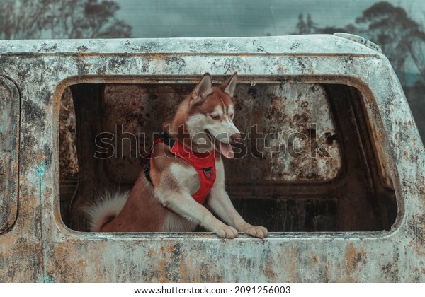 guardian husky dog, with red vest, in
abandoned environment