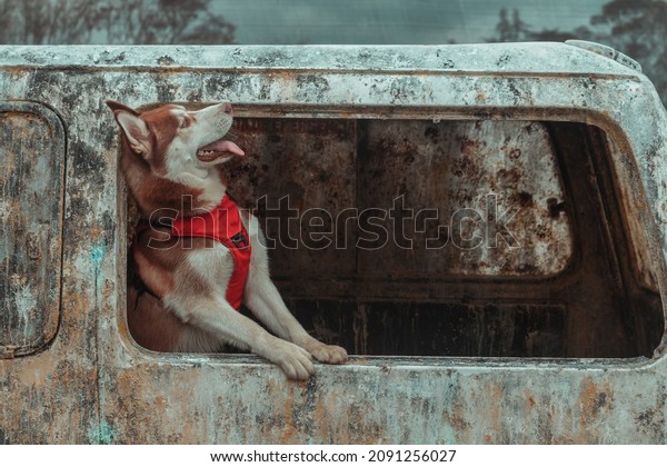 guardian husky dog, with red vest, in\
abandoned environment