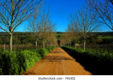 Guardian Trees At Entrace To Wineyard, South Australia