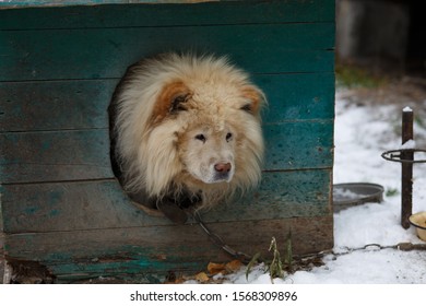 271 Chow chow guard dog 이미지, 스톡 사진 및 벡터 | Shutterstock