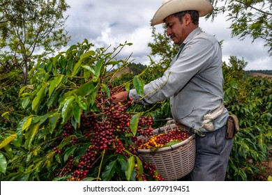 Guatemalan Farmer Collects His Coffee Crop On A Plantation Of Jalapa.