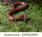 Guatemalan Milk Snake  portrait on green grass