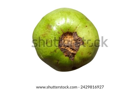 Guava affected by scab disease. (jpg photo)