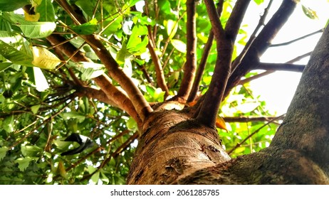 Guava Big Tree Trunk Show From Shot From Below