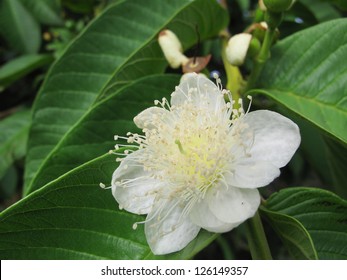 Guava Flower