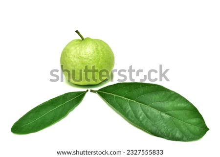 Guava. Fresh green fruit.  Sweet taste and leaves. Isolated on white background
