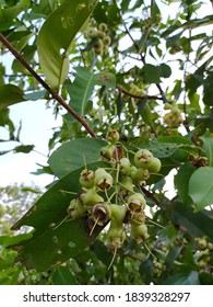 The Guava Friut Tree Began To Bear Fruit