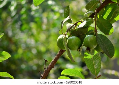 Guava Fruit