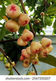 guava fruit fresh beautiful water apple fruit with water droplets