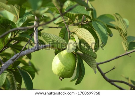 Similar – Image, Stock Photo ripe apple on a tree Apple