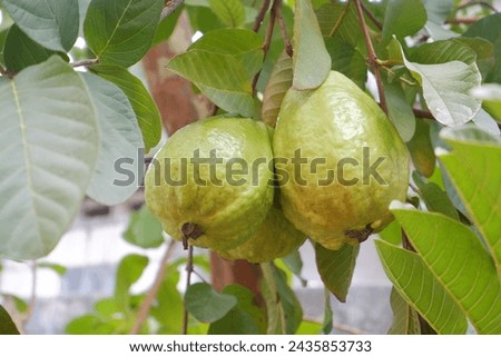 Guava fruit on the tree in the garden with green leaves background