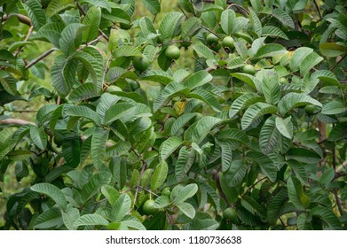 guava plant images stock photos vectors shutterstock https www shutterstock com image photo guava fruit plant grown tropics picture 1180736638