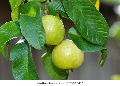 Guava Fruits On Tree