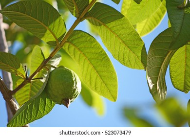 Guava Hanging On Tree