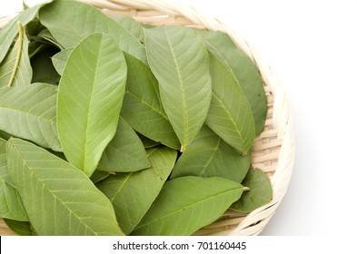 Guava Leaf