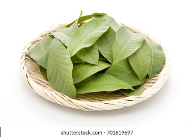 Guava Leaf