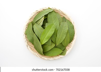 Guava Leaf