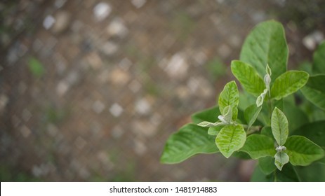 Guava Leaf Close Up Detail