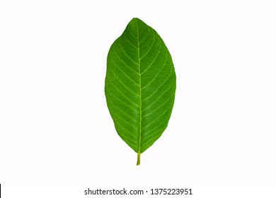 Guava Leaf On Background White