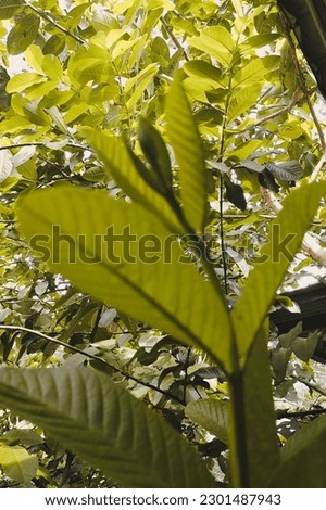Guava leaf shoots are usually used as an herbal remedy for diarrheal diseases Stock photo © 
