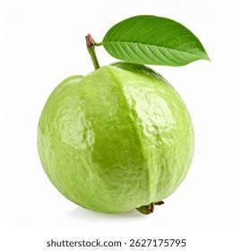Guayaba con la primavera de la hoja en fondo aislado