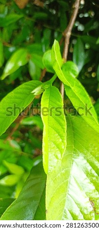 Guava leaf tips have many benefits, including relieving diarrhea.
