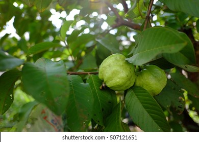 Guava Leaves, Guava