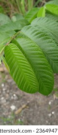 guava leaves close up in the yard - Shutterstock ID 2364947165
